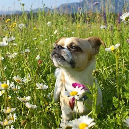 Hotel Eckwirt Sankt Kanzian am Klopeiner See