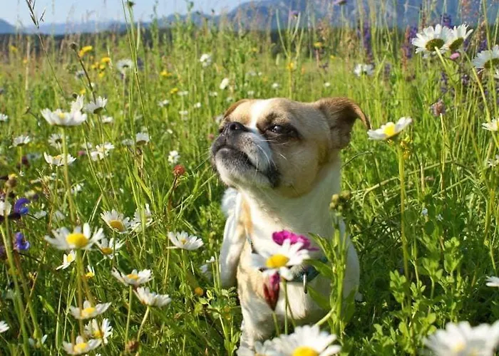 Отель Eckwirt Санкт-Канциан